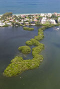 Aerial view of mangrove islands in Little Sarasota Bay.