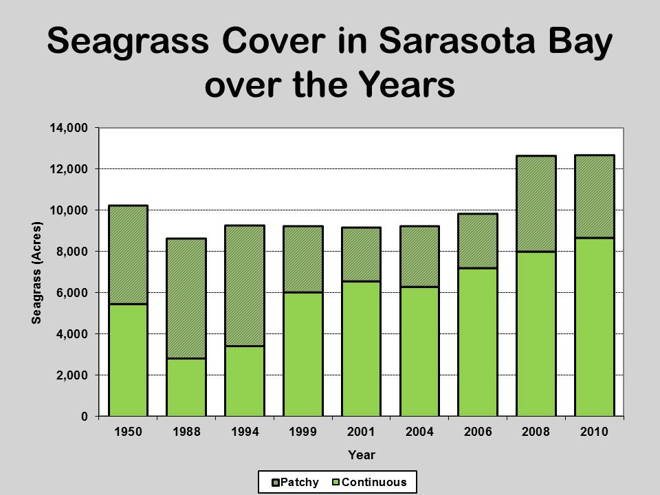 Seagrass2.JPG