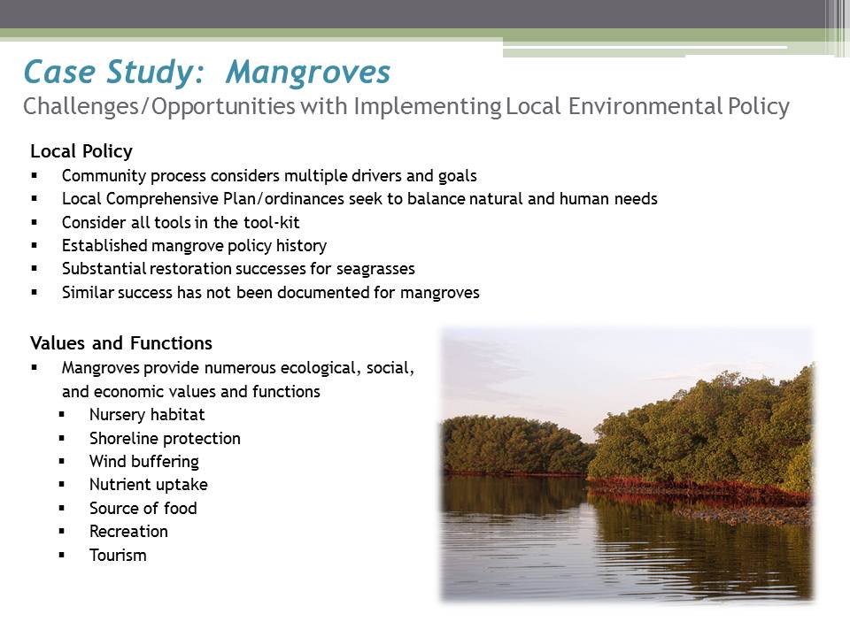 Mangroves1.JPG