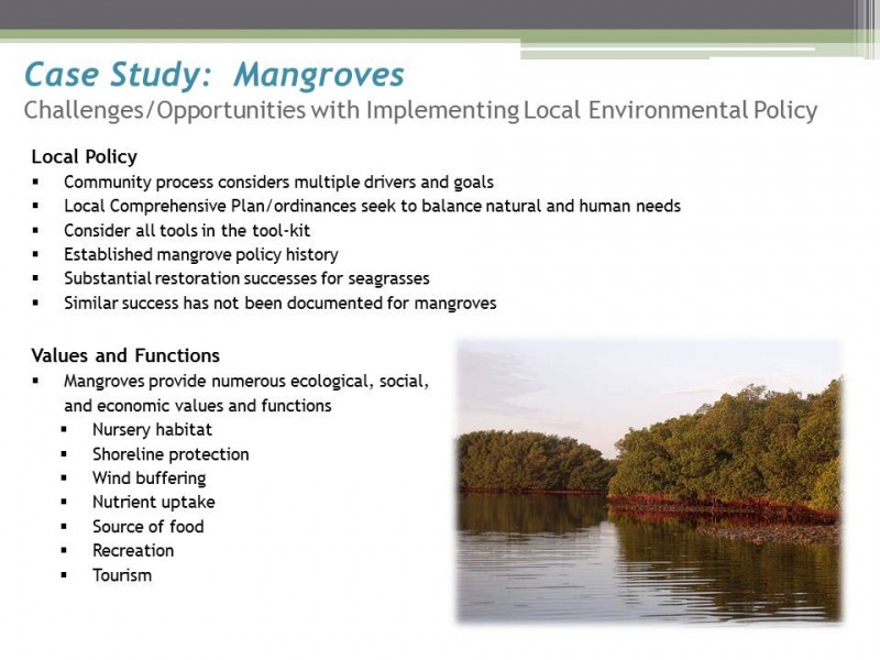 File:Mangroves1.JPG